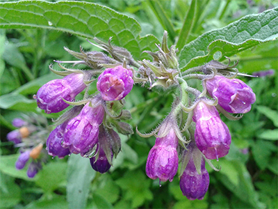 Comfrey,